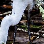 _04C9701.jpg Grande aigrette